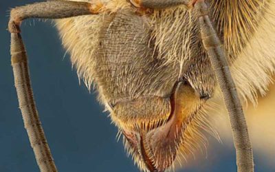 Bees’ sense of touch