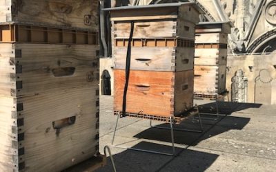 Sneak peak of Notre Dame’s bees after the fire!