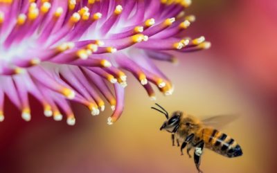 Bees’ sense of smell