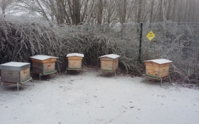 Backyard beekeeping in winter or our beehive on the patio in January