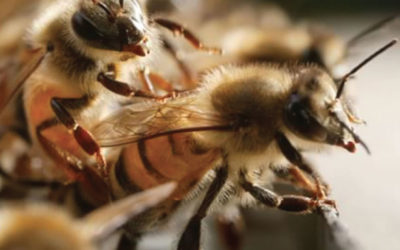 How much does it cost to buy honey bees?