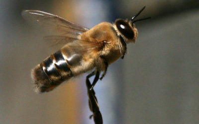 Drone bee