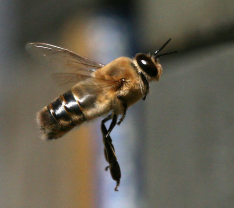 a drone bee