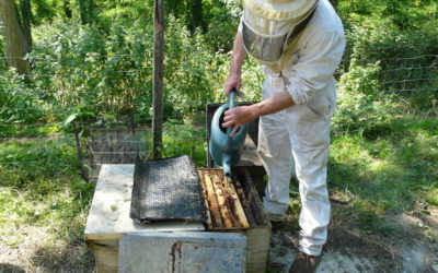 Feeding your bees