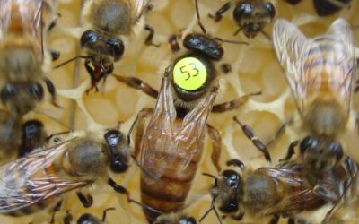 Genetic selection of honeybee