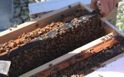 How to handle and monitor your frames of your beehive