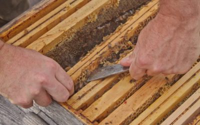 The basic tool kit for hobbyist beekeeper