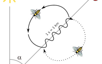 Bees’ sense of direction