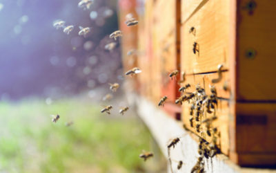 How do I start beekeeping?