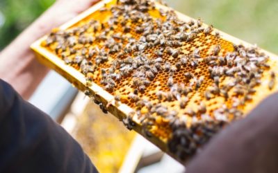 How do beekeepers get bees?