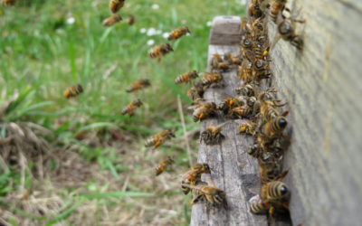 How much does a bee hive cost?