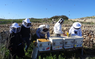 Opening and closing your beehive