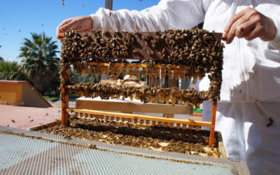 Order and shipping Queens bees