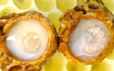 Royal jelly makes Queen bee