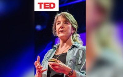 TED TALKS: Why bees are disappearing