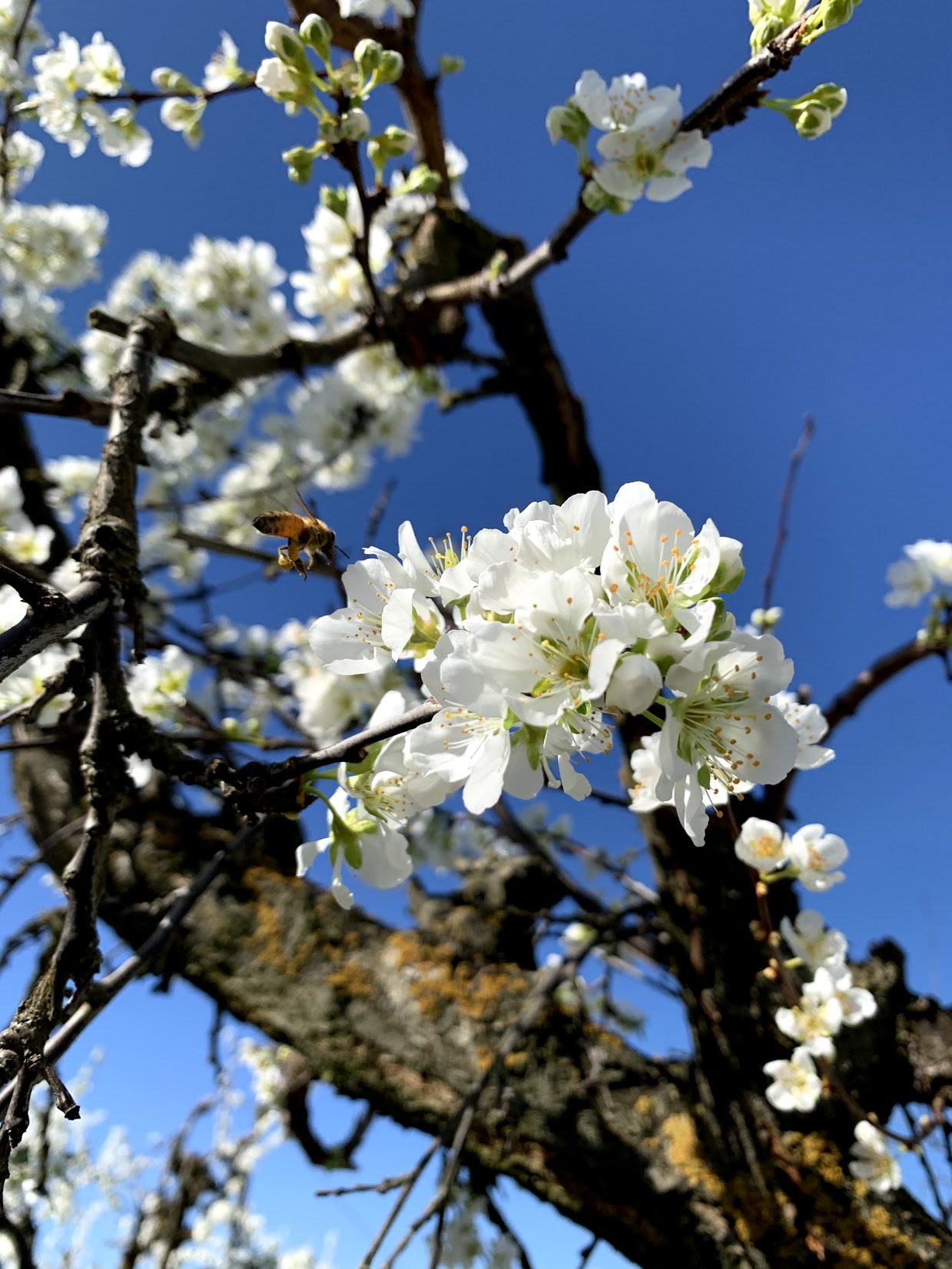 flowering-of-the-plum-tree-beeopic-beekeeping