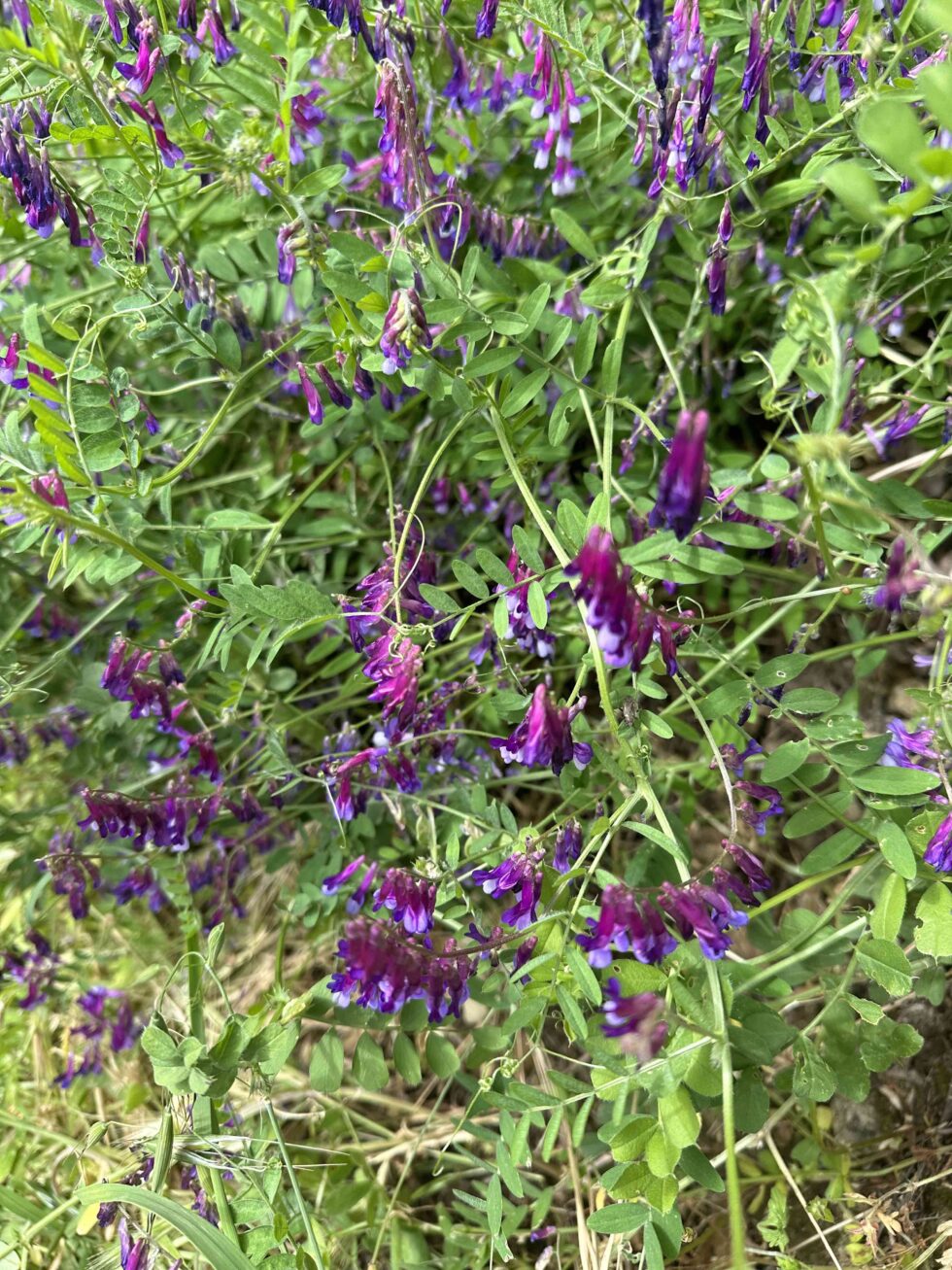 Flowering of the Vetch - Beeopic Beekeeping