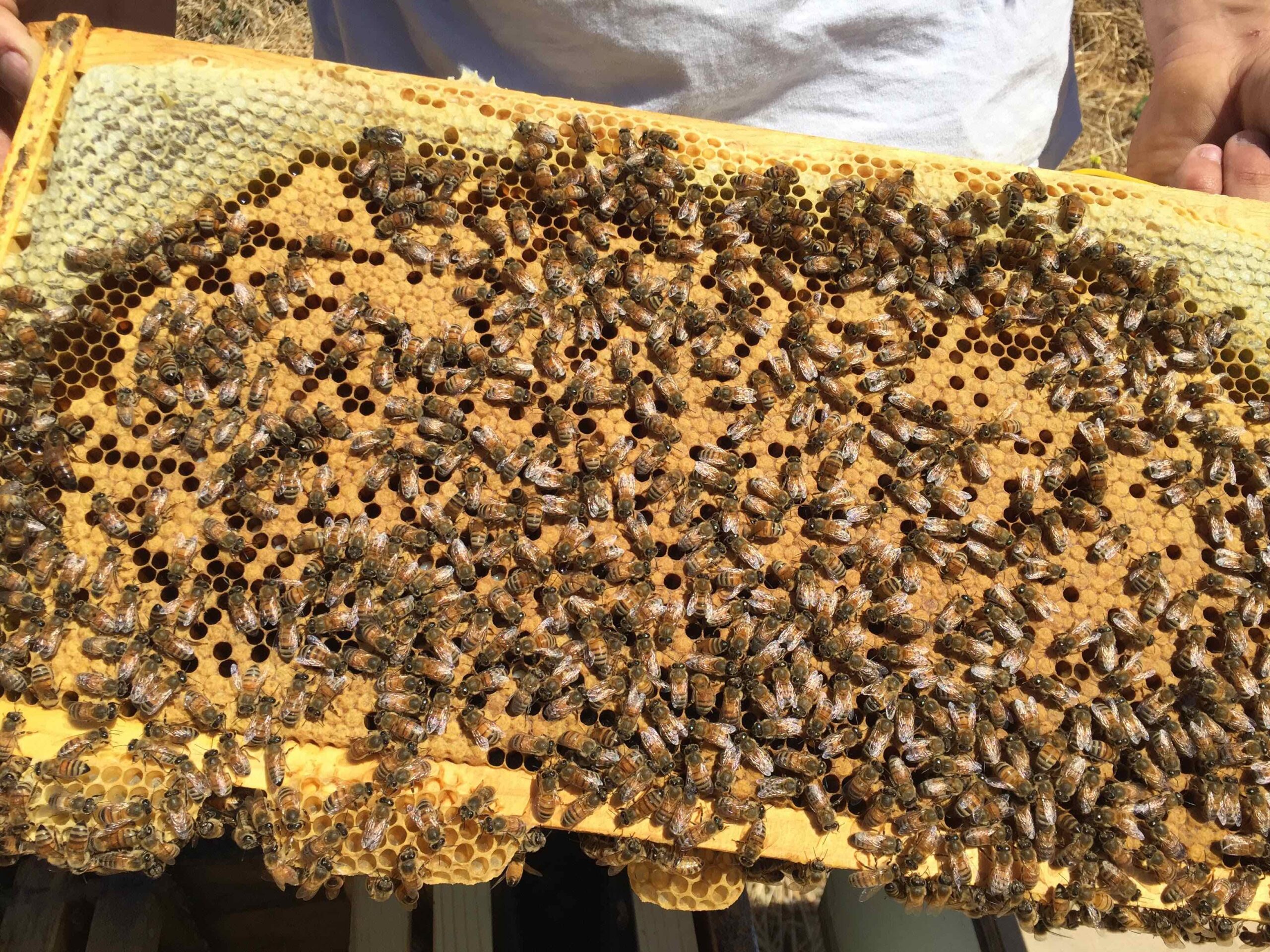 Helping a nuc grow and produce honey the first year - Beeopic Beekeeping