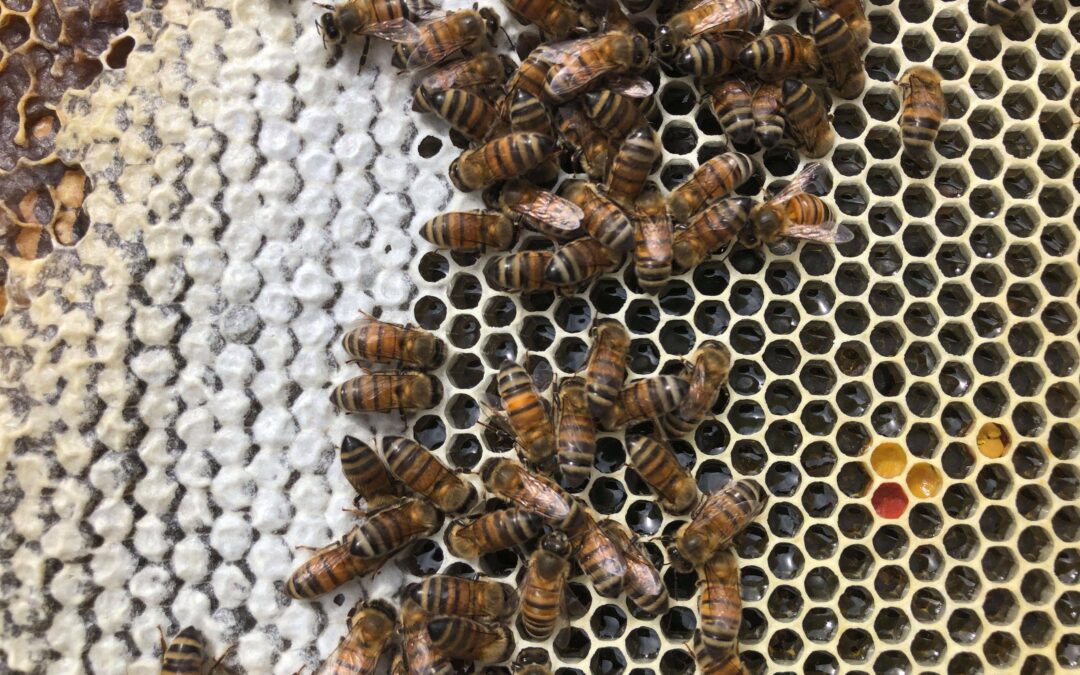 What to do at my beehive in June in Bay Area California?