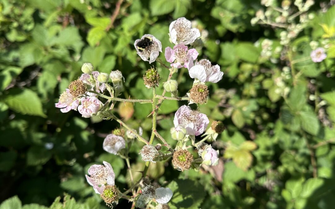 bee-blackberries