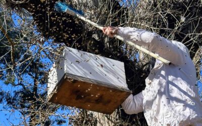What to do at my beehive in May in Bay Area California?