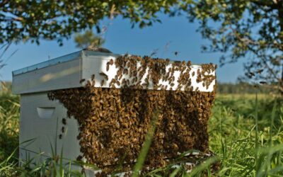 What to do at my beehive in July in Bay Area California?