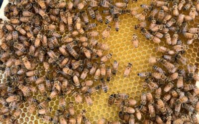 What to do at my beehive in August in Bay Area California?