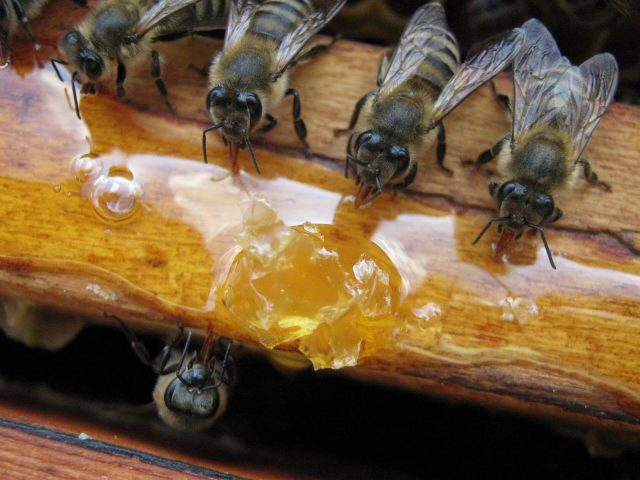 What to do at my beehive in September in Bay Area California?