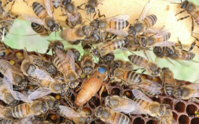 What to do at my beehive in October in Bay Area California?