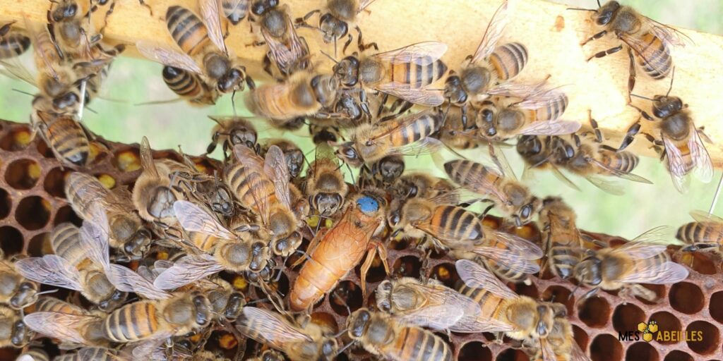 What to do at my beehive in October in Bay Area California?